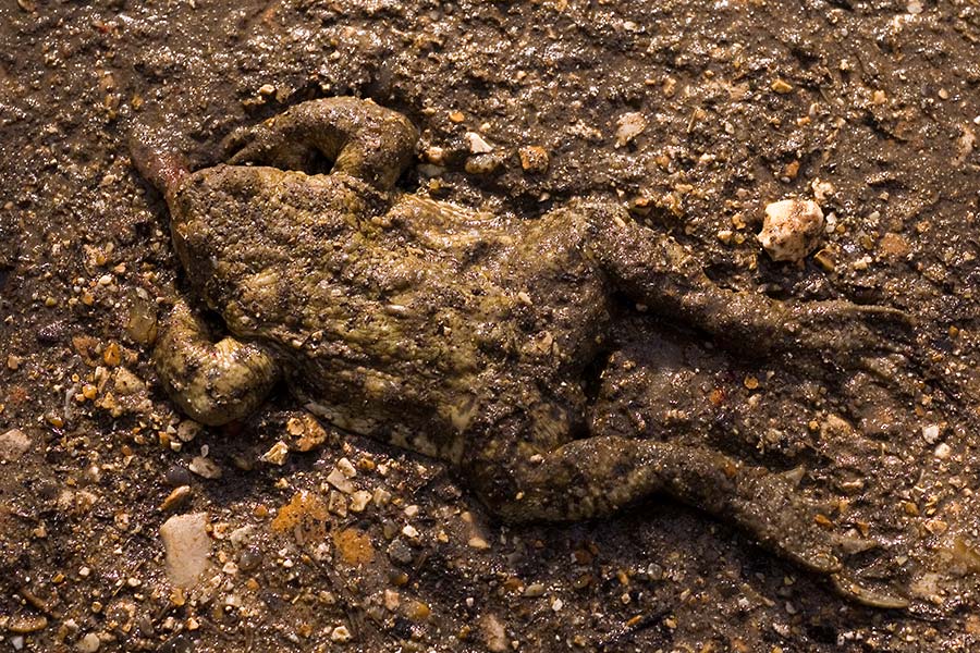 julian, koncza,k road, kill, roadkill, photography