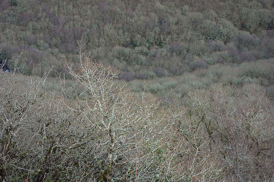 julian, konczak, photography, approaching the moor, dartmoor, devon