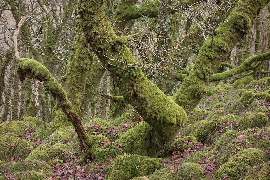julian, konczak, photography, approaching the moor, dartmoor, devon