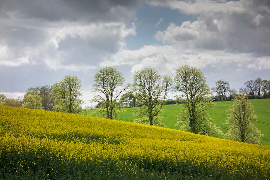 julian, konczak, photography,, cranbourne chase, dorset, garston wood, one of those days in england