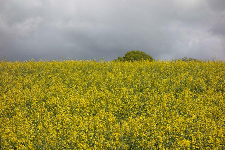 julian, konczak, photography,, cranbourne chase, dorset, garston wood, one of those days in england