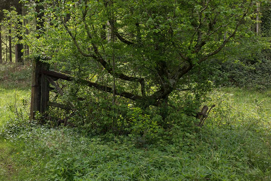 julian, konczak, photography,, cranbourne chase, dorset, garston wood, one of those days in england
