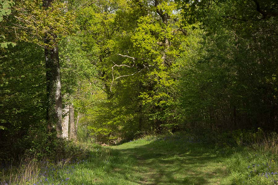 julian, konczak, photography,, cranbourne chase, dorset, garston wood, one of those days in england