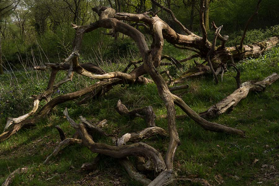 julian, konczak, photography,, cranbourne chase, dorset, garston wood, one of those days in england
