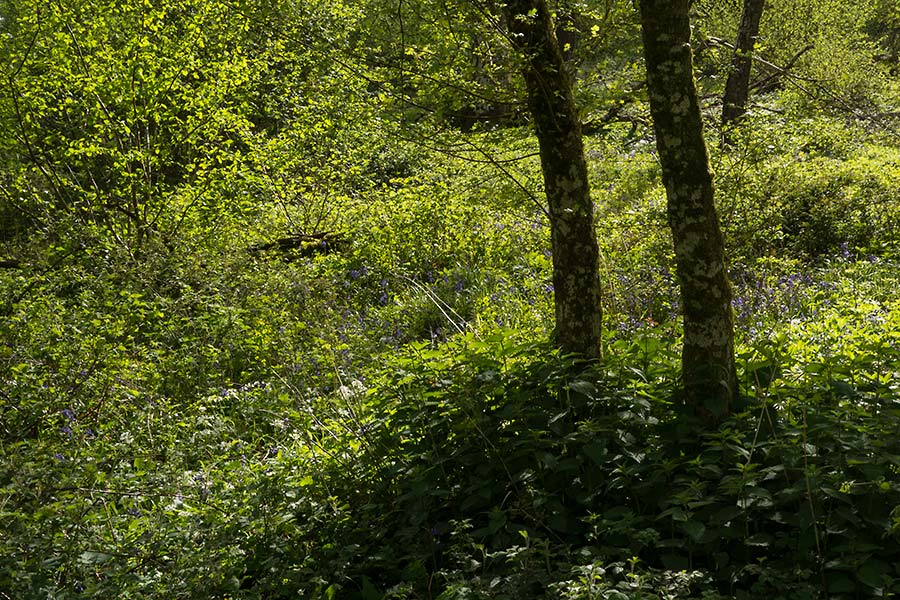 julian, konczak, photography,, cranbourne chase, dorset, garston wood, one of those days in england
