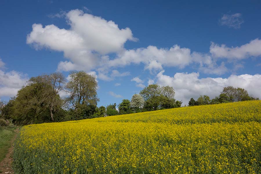 julian, konczak, photography,, cranbourne chase, dorset, garston wood, one of those days in england
