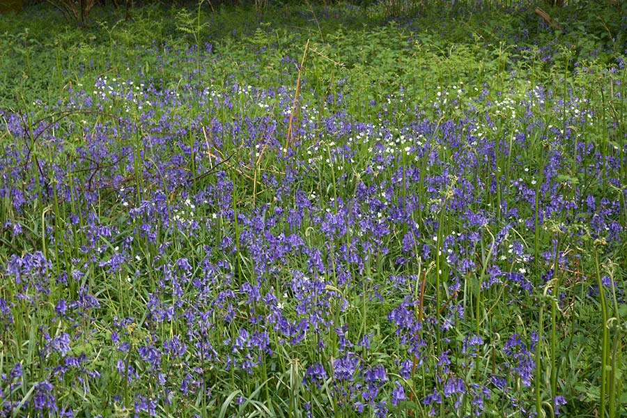 julian, konczak, photography,, cranbourne chase, dorset, garston wood, one of those days in england