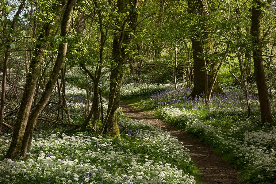 julian, konczak, photography,, cranbourne chase, dorset, garston wood, one of those days in england