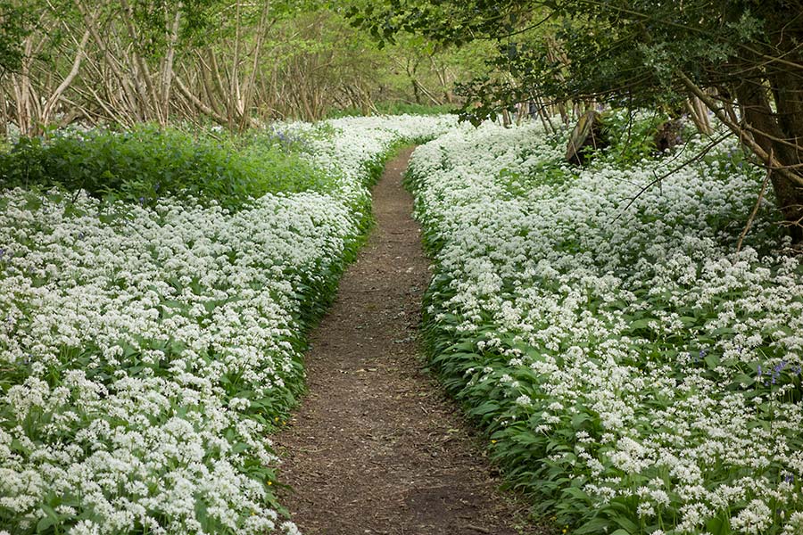 julian, konczak, photography,, cranbourne chase, dorset, garston wood, one of those days in england