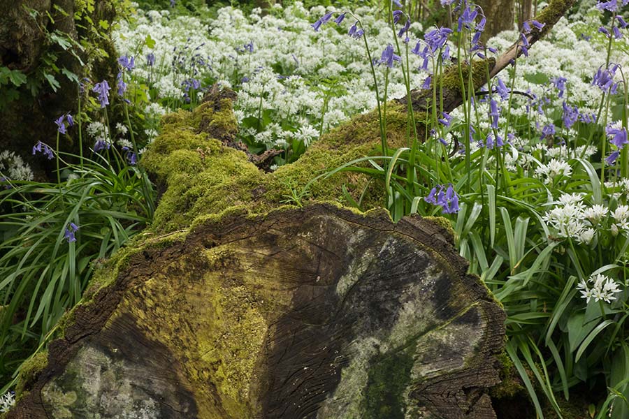 julian, konczak, photography,, cranbourne chase, dorset, garston wood, one of those days in england