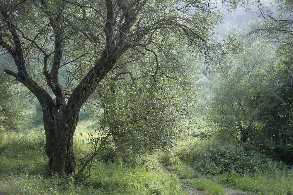 julian, konczak, photography, igreece, corfu, nature