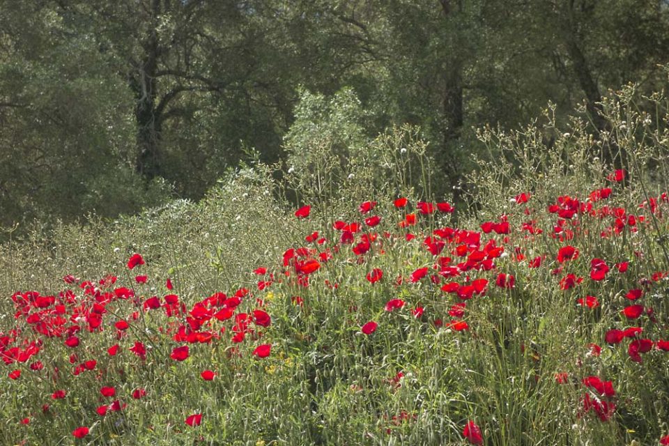 julian, konczak, photography, igreece, corfu, nature