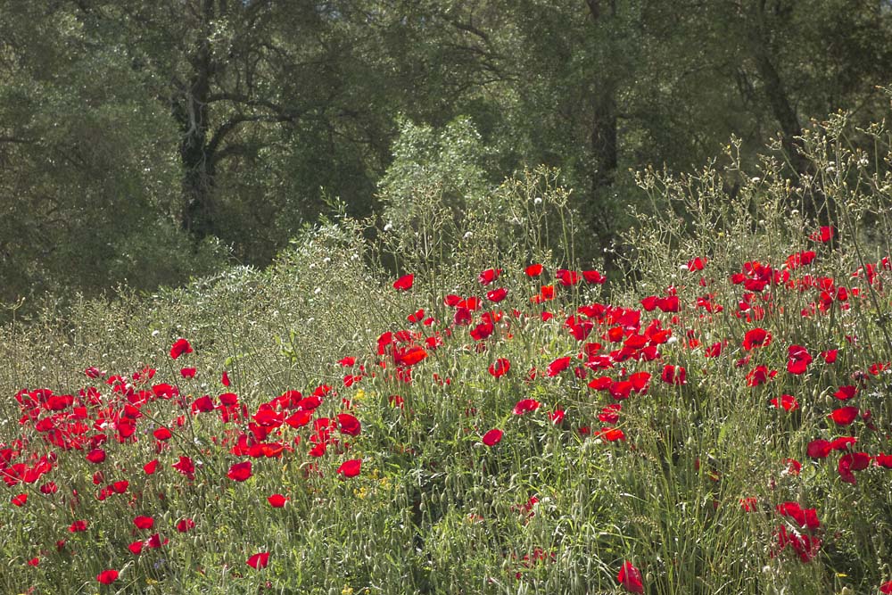 julian, konczak, photography, igreece, corfu, nature