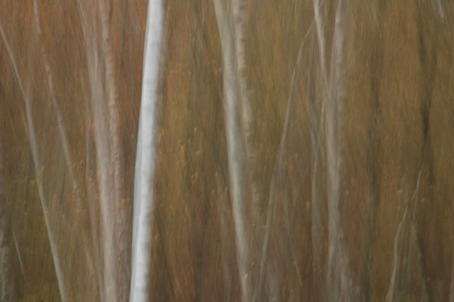 new forest blur julian konczak