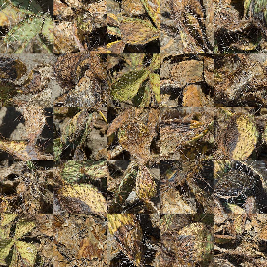 konczak photography art digital 25 san diego cactus