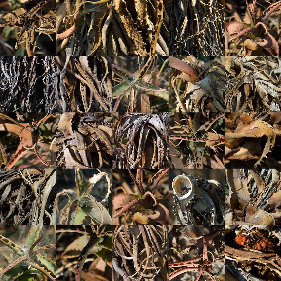 konczak photography art digital 25 california desert