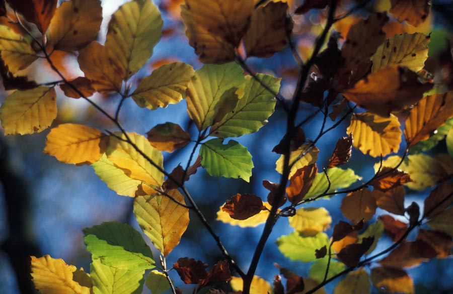 35mm slides julian konczak