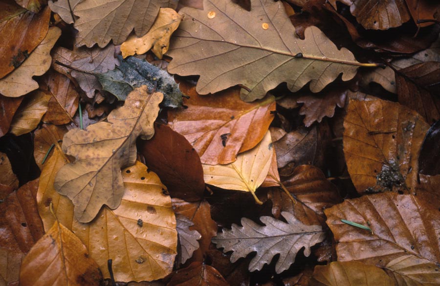 35mm slides julian konczak