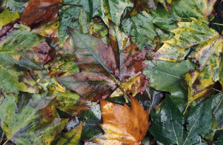 35mm slides julian konczak